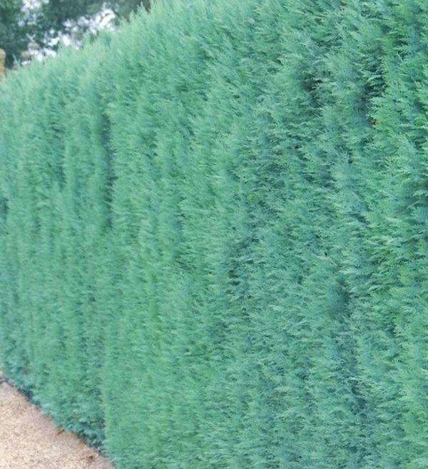 Blauwe Californische Cipres haag – Wintergroene Chamaecyparis lawsoniana ‘Columnaris Glauca’ met blauwgroene naalden en slanke, opgaande groei | Aalst Tuinplanten.