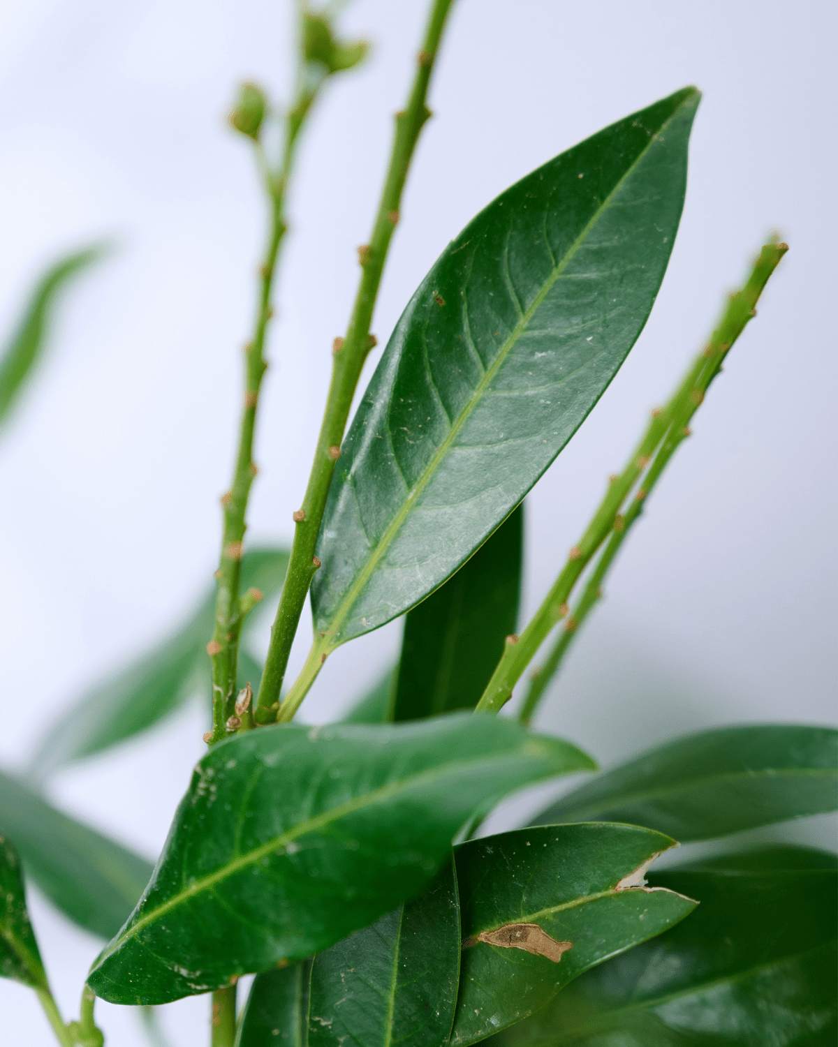 Laurier 'Genolia' – Wintergroene Prunus laurocerasus 'Genolia' met smalle, opgaande groei en glanzend groen blad | Aalst Tuinplanten.