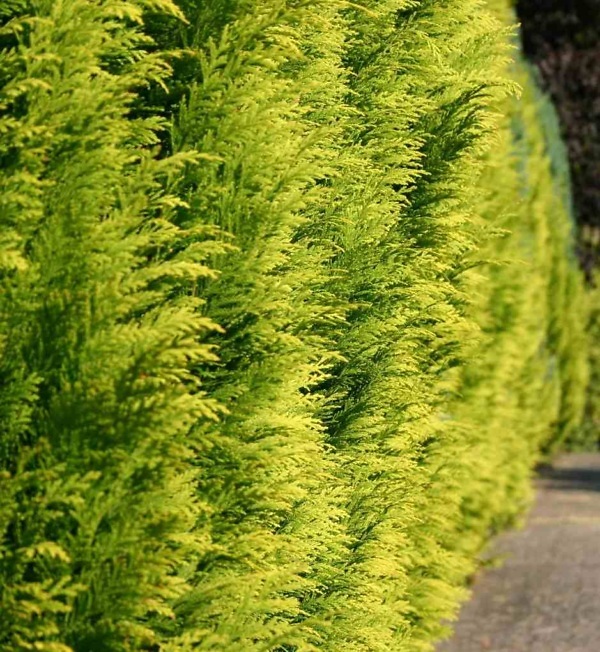 Chamaecyparis lawsoniana 'Ivonne' haag – Wintergroene Gele Californische Cipres met dichte, frisgroene naalden | Aalst Tuinplanten.