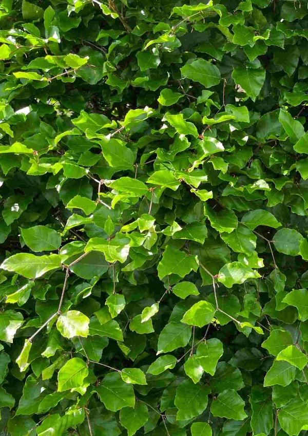 Groene beuk (Fagus sylvatica) met frisgroen blad – Sterke en veelzijdige haagplant van Aalst Tuinplanten.