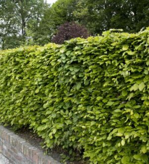 Groene beukenhaag (Fagus sylvatica) met frisgroen blad – Duurzame en sierlijke haagplant van Aalst Tuinplanten