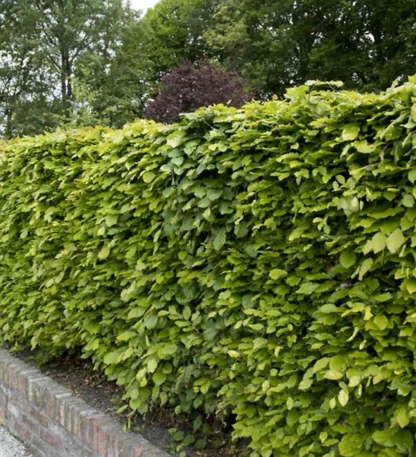 Groene beukenhaag (Fagus sylvatica) met frisgroen blad – Duurzame en sierlijke haagplant van Aalst Tuinplanten