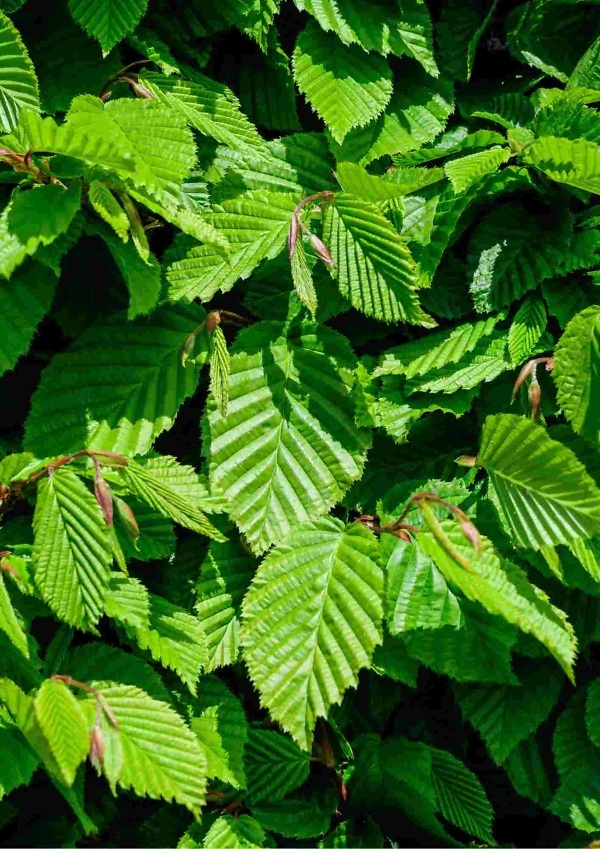 Haagbeuk (Carpinus betulus) met frisgroen blad – Sterke en veelzijdige haagplant van Aalst Tuinplanten.