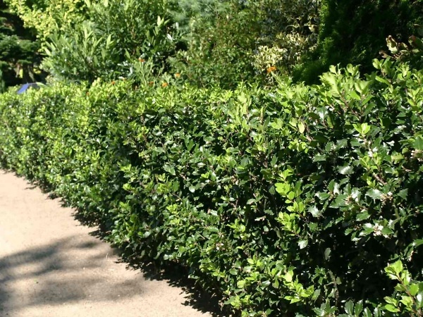 Hulst 'Heckenstar' haag – Wintergroene Ilex meserveae ‘Heckenstar’ met glanzend donkergroen blad en dichte vertakking. | Aalst Tuinplanten.