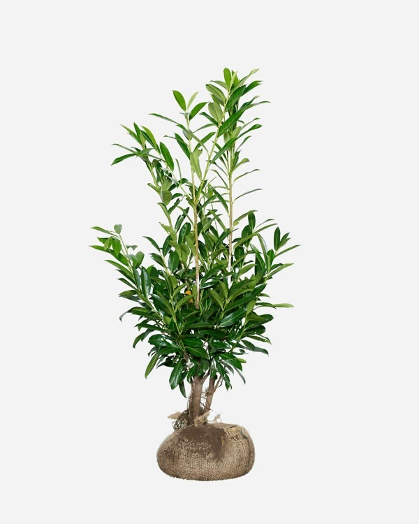 Laurier 'Caucasica' 100-120 cm, bekend als Prunus laurocerasus 'Caucasica'. Rechtstreeks van de kweker, snel en eenvoudig te bestellen.