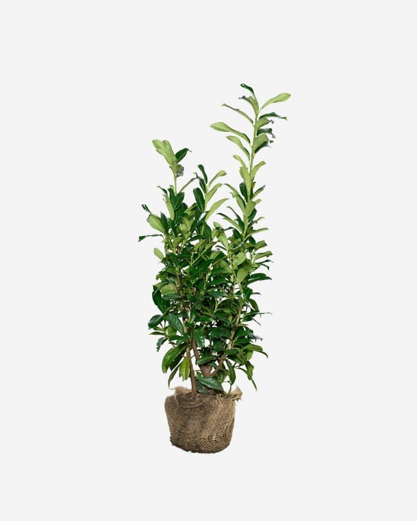 Laurier 'Genolia' 100-120 cm, bekend als Prunus laurocerasus 'Genolia'. Rechtstreeks van de kweker, snel en eenvoudig te bestellen.