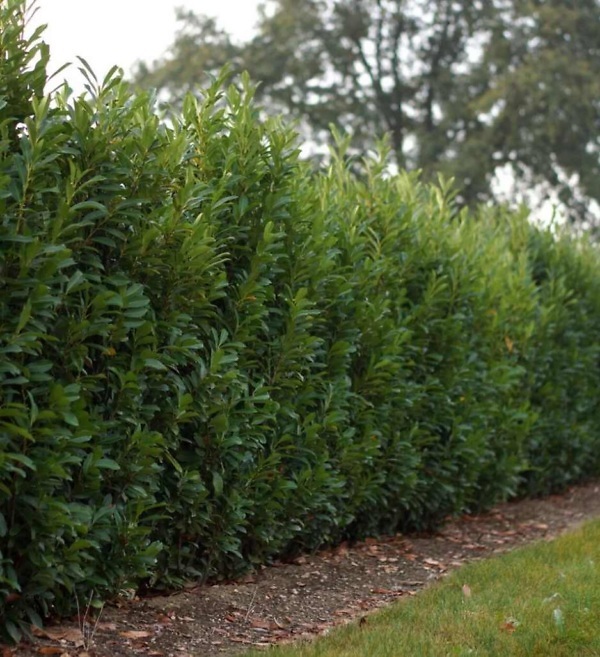 Laurier 'Genolia' haag – Wintergroene Prunus laurocerasus 'Genolia' met dichte, frisgroene bladeren | Aalst Tuinplanten.