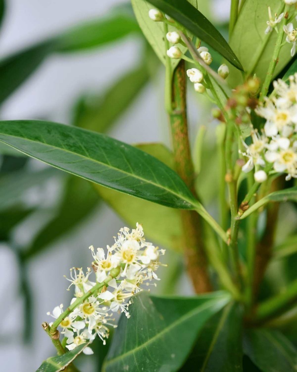 Laurier 'Herbergii' – Wintergroene Prunus laurocerasus 'Herbergii' met compacte groei en smal, donkergroen blad | Aalst Tuinplanten.