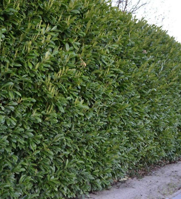 Laurier 'Herbergii' haag – Wintergroene Prunus laurocerasus 'Herbergii' met compacte groei en smal, donkergroen blad | Aalst Tuinplanten.