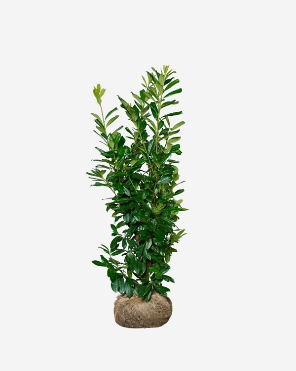 Laurier 'Novita' 120-140 cm, bekend als Prunus laurocerasus 'Novita'. Rechtstreeks van de kweker, snel en eenvoudig te bestellen.
