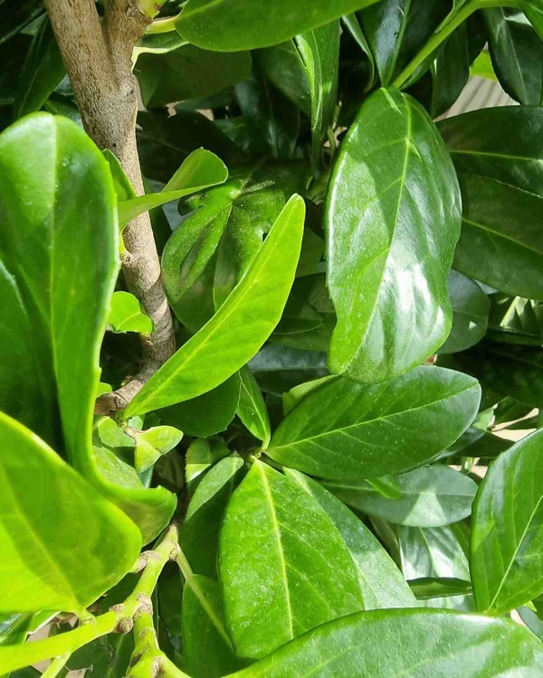 Laurier ‘Novita’ – Wintergroene Prunus laurocerasus ‘Novita’ met dichte, frisgroene bladeren | Aalst Tuinplanten.