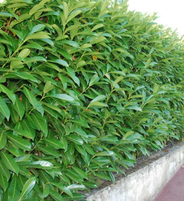 Laurier ‘Novita’ haag – Wintergroene Prunus laurocerasus ‘Novita’ met dichte, frisgroene bladeren | Aalst Tuinplanten.