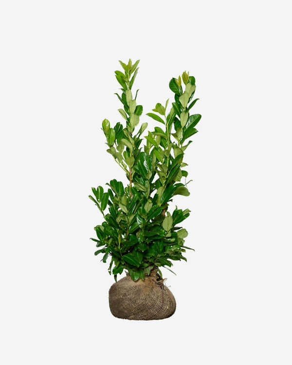 Laurier 'Rotundifolia' 120-140 cm, bekend als Prunus laurocerasus ‘Rotundifolia’. Rechtstreeks van de kweker, snel en eenvoudig te bestellen.