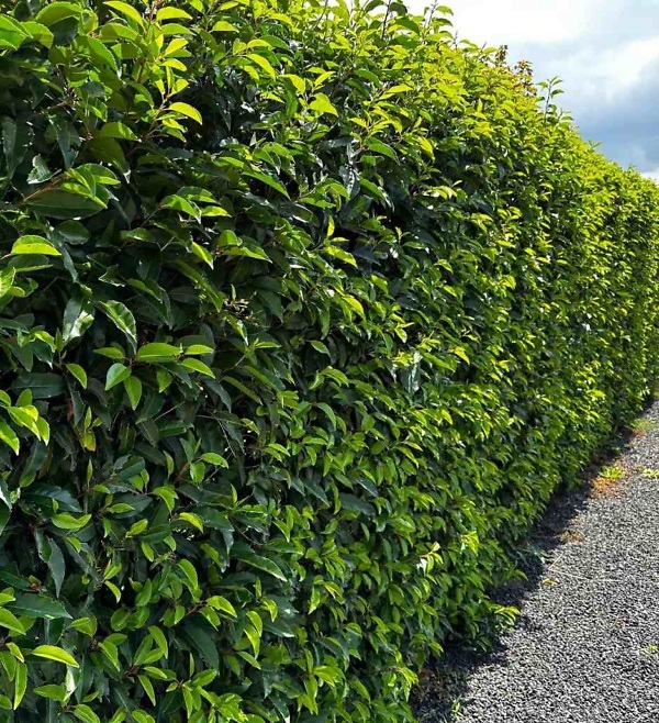 Portugese Laurier haag – Wintergroene Prunus lusitanica 'Angustifolia' met smal, donkergroen blad en compacte groei | Aalst Tuinplanten.