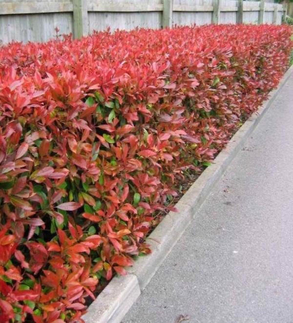 Photinia fraseri ‘Red Robin’ haag – Wintergroene haagplant met glanzend blad en opvallend rood voorjaarsloof