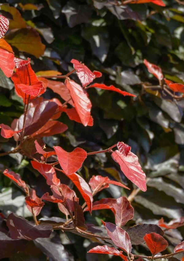 Rode beuk (Fagus sylvatica ‘Atropunicea’) met frisgroen/rood blad – Sterke en veelzijdige haagplant van Aalst Tuinplanten.
