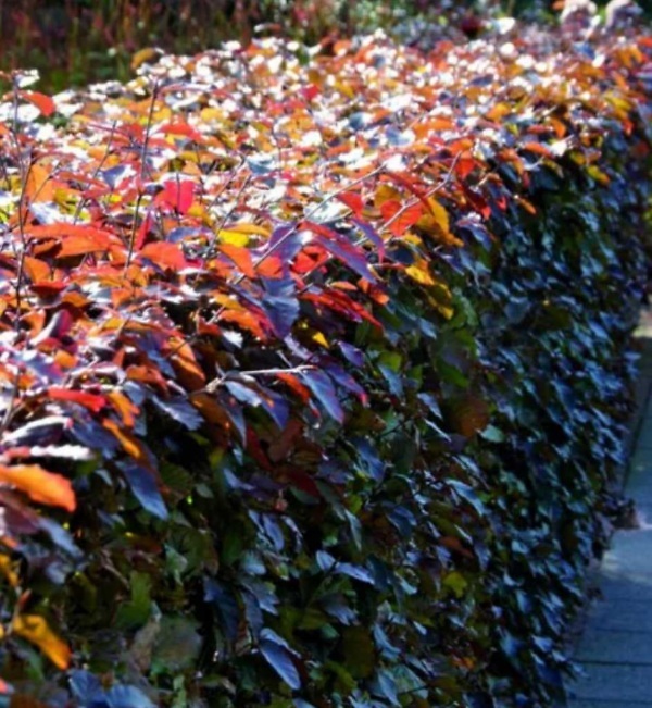 Rode beukenhaag (Fagus sylvatica 'Atropunicea') met glanzend rood blad. Duurzame en sierlijke haagplant van Aalst Tuinplanten