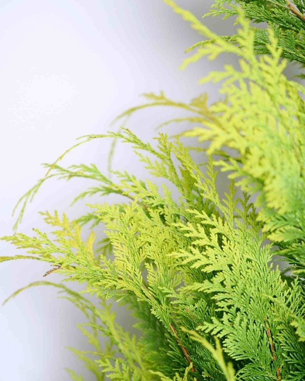 Chamaecyparis lawsoniana 'Ivonne' – Wintergroene Gele Californische Cipres met dichte, frisgroene naalden | Aalst Tuinplanten.