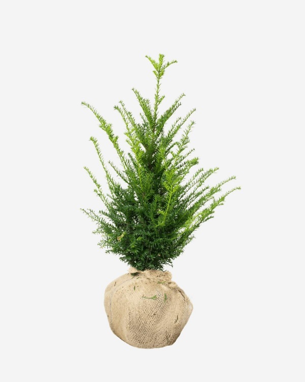 Taxus ‘Baccata’ 80-100 cm, bekend als Venijnboom 'Baccata'. Rechtstreeks van de kweker, snel en eenvoudig te bestellen.