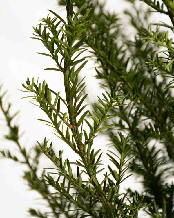 Taxus ‘Baccata’ – Wintergroene venijnboom 'Baccata' met dichte, frisgroene naalden | Aalst Tuinplanten.