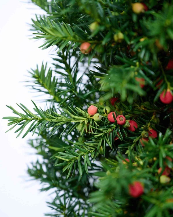 Venijnboom 'Hicksii' – Wintergroene Taxus Media 'Hicksii' met opgaande groei, fijne naalden en dichte vertakking | Aalst Tuinplanten.