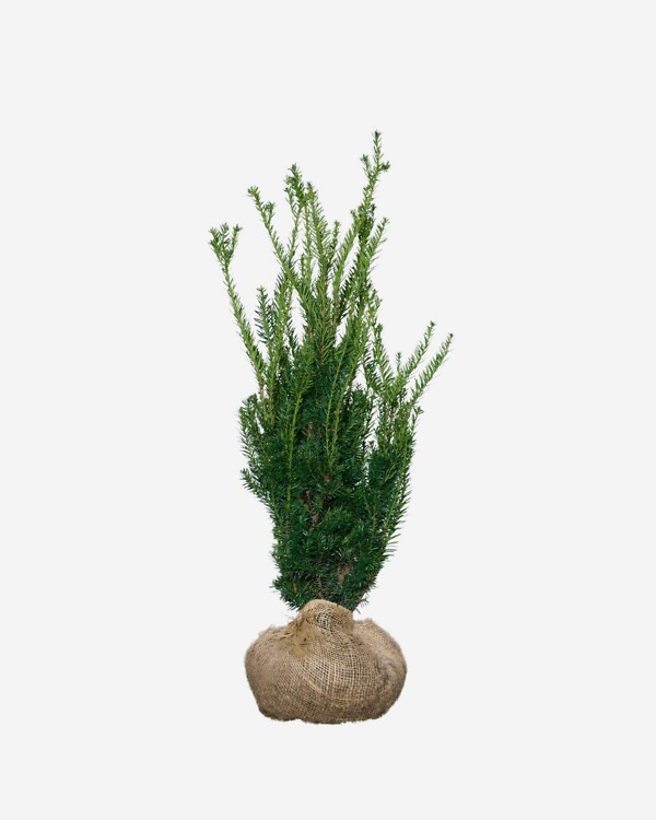 Taxus Media ‘Hillii’ 100-120 cm, bekend als Venijnboom ‘Hillii’. Rechtstreeks van de kweker, snel en eenvoudig te bestellen.