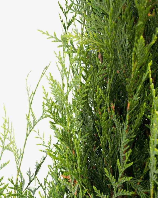 Thuja plicata ‘Atrovirens’ – Wintergroene reuzenlevensboom ‘Atrovirens’ met dichte, frisgroene naalden | Aalst Tuinplanten.