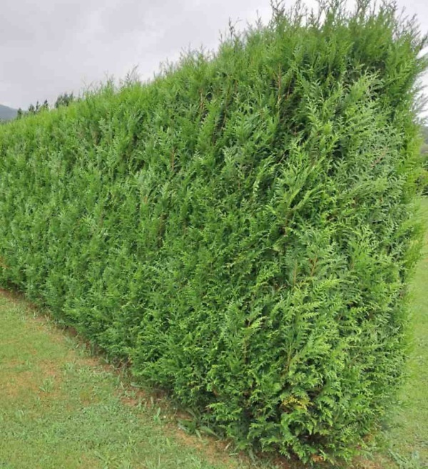 Thuja plicata ‘Atrovirens’ haag – Wintergroene reuzenlevensboom ‘Atrovirens’ met dichte, frisgroene naalden | Aalst Tuinplanten.