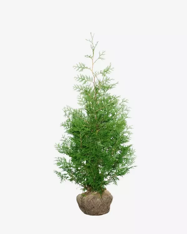 Thuja ‘Brabant’ 120-140 cm, bekend als Thuja occidentalis ‘Brabant’. Rechtstreeks van de kweker, snel en eenvoudig te bestellen.