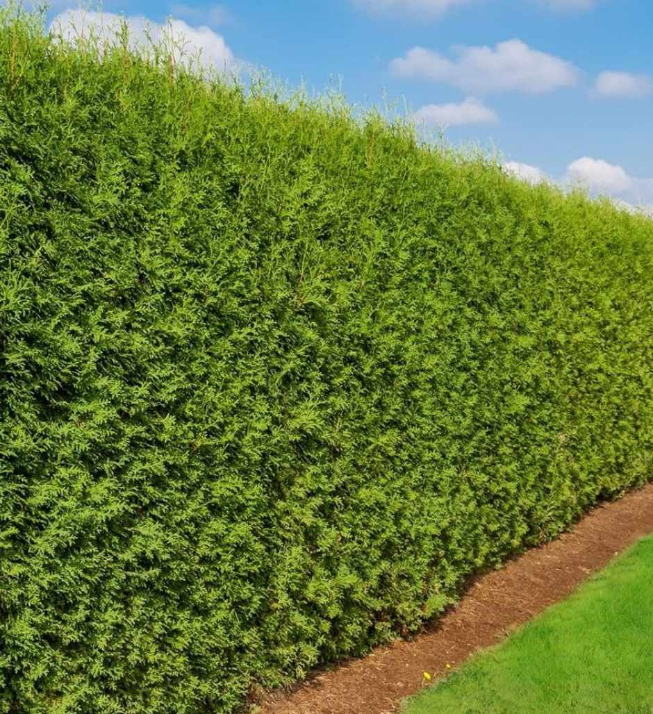 Thuja haag