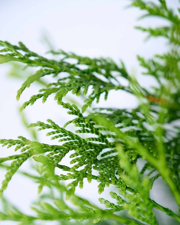 Thuja occidentalis ‘Brabant’ – Wintergroene levensboom 'Brabant' met dichte, frisgroene naalden | Aalst Tuinplanten.