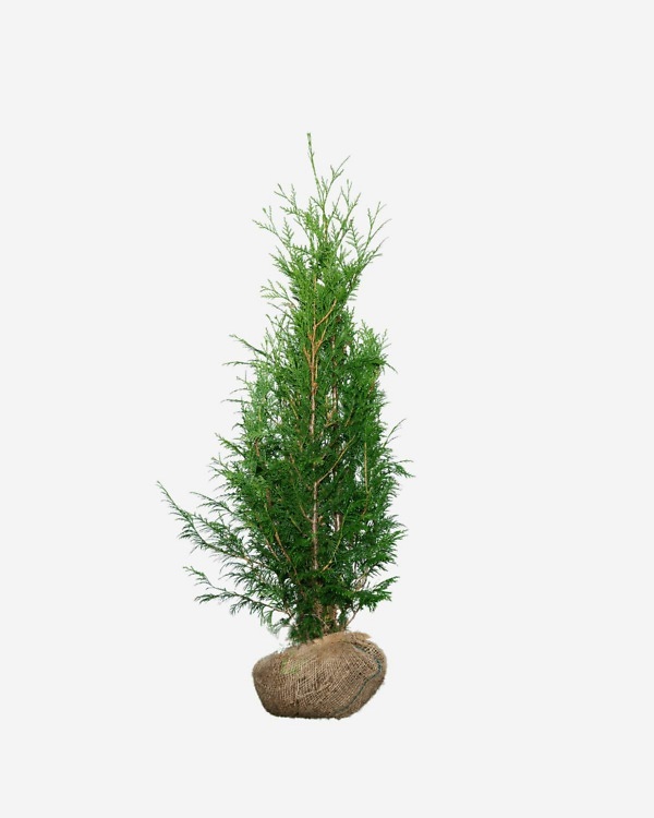 Thuja ‘Martin’ 100-120 cm, bekend als Thuja plicata 'Martin'. Rechtstreeks van de kweker, snel en eenvoudig te bestellen.
