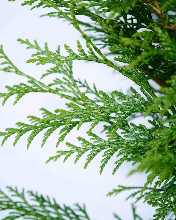 Thuja plicata 'Martin' – Wintergroene levensboom 'Martin' met dichte, frisgroene naalden | Aalst Tuinplanten.