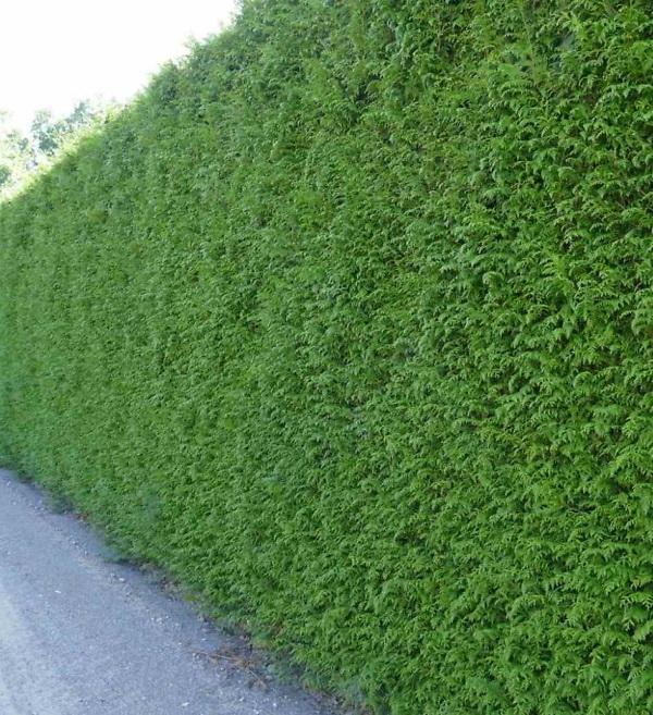 Thuja plicata 'Martin' haag – Wintergroene levensboom 'Martin' met dichte, frisgroene naalden | Aalst Tuinplanten.