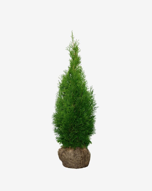 Thuja ‘Smaragd’ 100-120 cm, bekend als Thuja occidentalis ‘Smaragd’. Rechtstreeks van de kweker, snel en eenvoudig te bestellen.